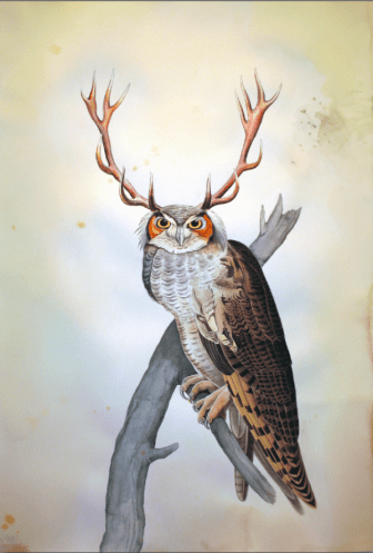 gibben_horned_owl