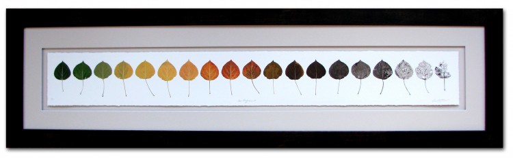 owenmortensen_aspenlifespan