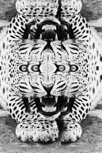 leopard_keilidoscope
