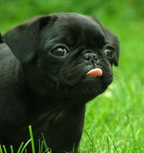 pug-pugs-239511_407_436